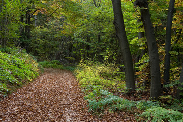 Obraz premium Leafs covered road in the woods