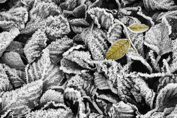 Yellow leafs on a black and white background