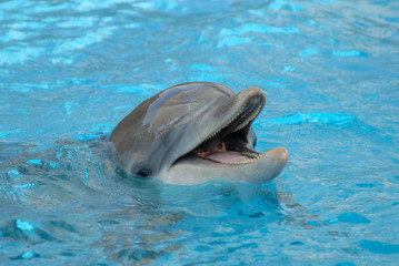 Dolphin closeup