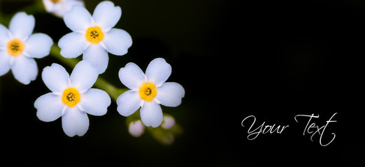 Flowers on business card