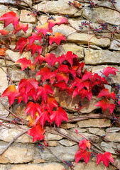 Naklejka na ściany i meble red leaves