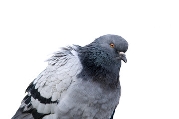pigeon détouré