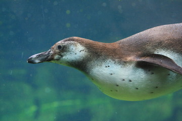 pinguin