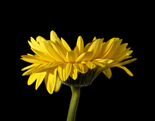 Fototapeta premium Daisy