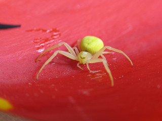 yellow spider on the petal of red tulip