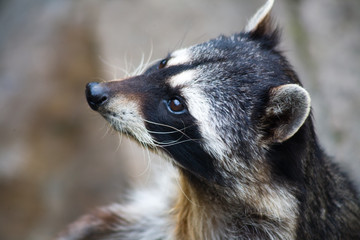 the gray striped raccoon in zoo closeup