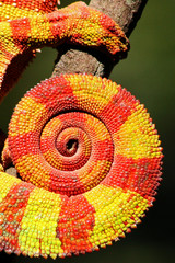 Chamäleon 01.3