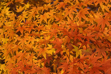 Impressive aspect of yellow maple leaves.