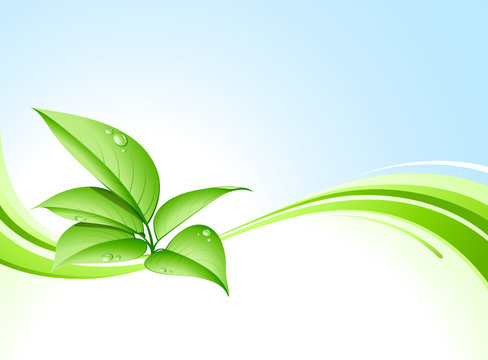 plante verte et fond nature