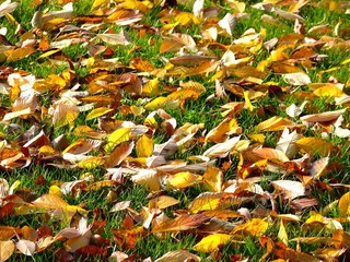 Autumn leaves on grass