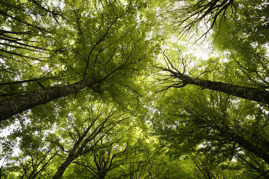 Fototapeta bosco verde