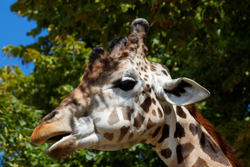 Giraffenportrait