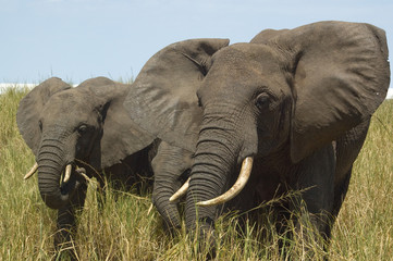Fototapeta na wymiar Two young elephants in the tall grass