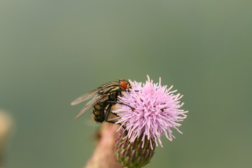 Fliege auf Blüte