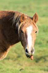 Obraz premium Cute little horse with a carrot