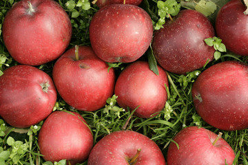 Red apples being in grass