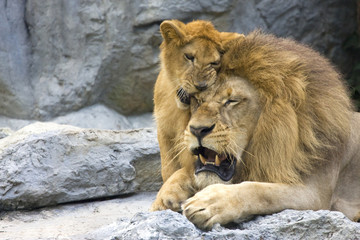 big lion with little cub