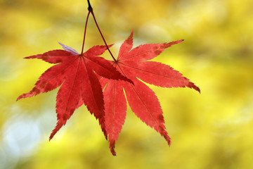 Two red leaves on the yellow background