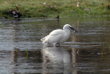 garceta en el rio