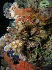 Feather star fish