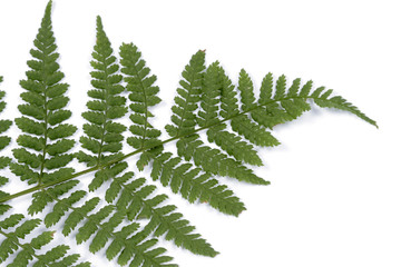 Fronds of fern on the white background