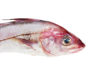 Haddock fishes head isolated on white