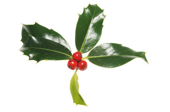 Holly leaves with three red berries