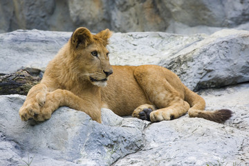 Fototapeta na wymiar young lion cub lying on the rocks, being lazy