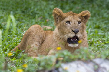 young lion cub lying in green grass