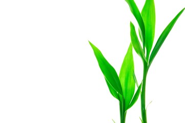 Fototapeta na wymiar Green sprout against the white background