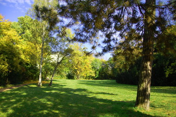 summer in the park with green trees and grass under blue sky