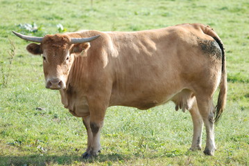 belle vache