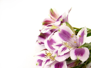 Obraz na płótnie Canvas White and Purple Alstroemerias on white background