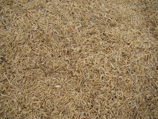 Rice Texture