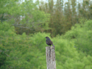 Bird