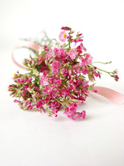 Bouquet of little pink flowers on white background - isolated