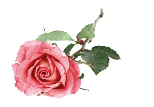 Beautiful and romantic pink rose isolated on white