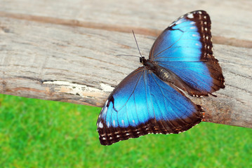 Blue butterfly on wood