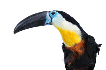 beautiful toucan with lots of colors on white background