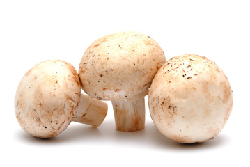 One mushroom a champignon on a white background