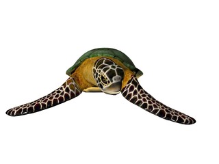 3D illustration of a great sea turtle isolated
