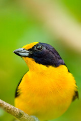 Yellow bird