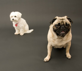 Sitting Pug and Maltese