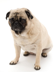 Obraz premium Pug Sitting Isolated