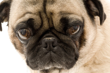 Obraz premium Close up of Pug