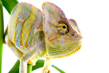 Chameleon on flower. Isolation on white