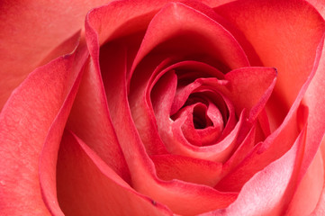 red rose over white background