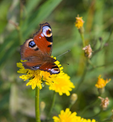 butterfly pollinating a dandelion on a green background