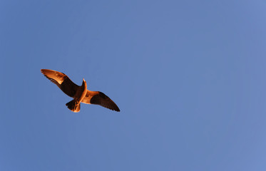 Brown bird shown against blue sky flying in sunset