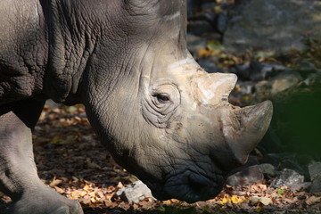 Obraz premium Nashorn